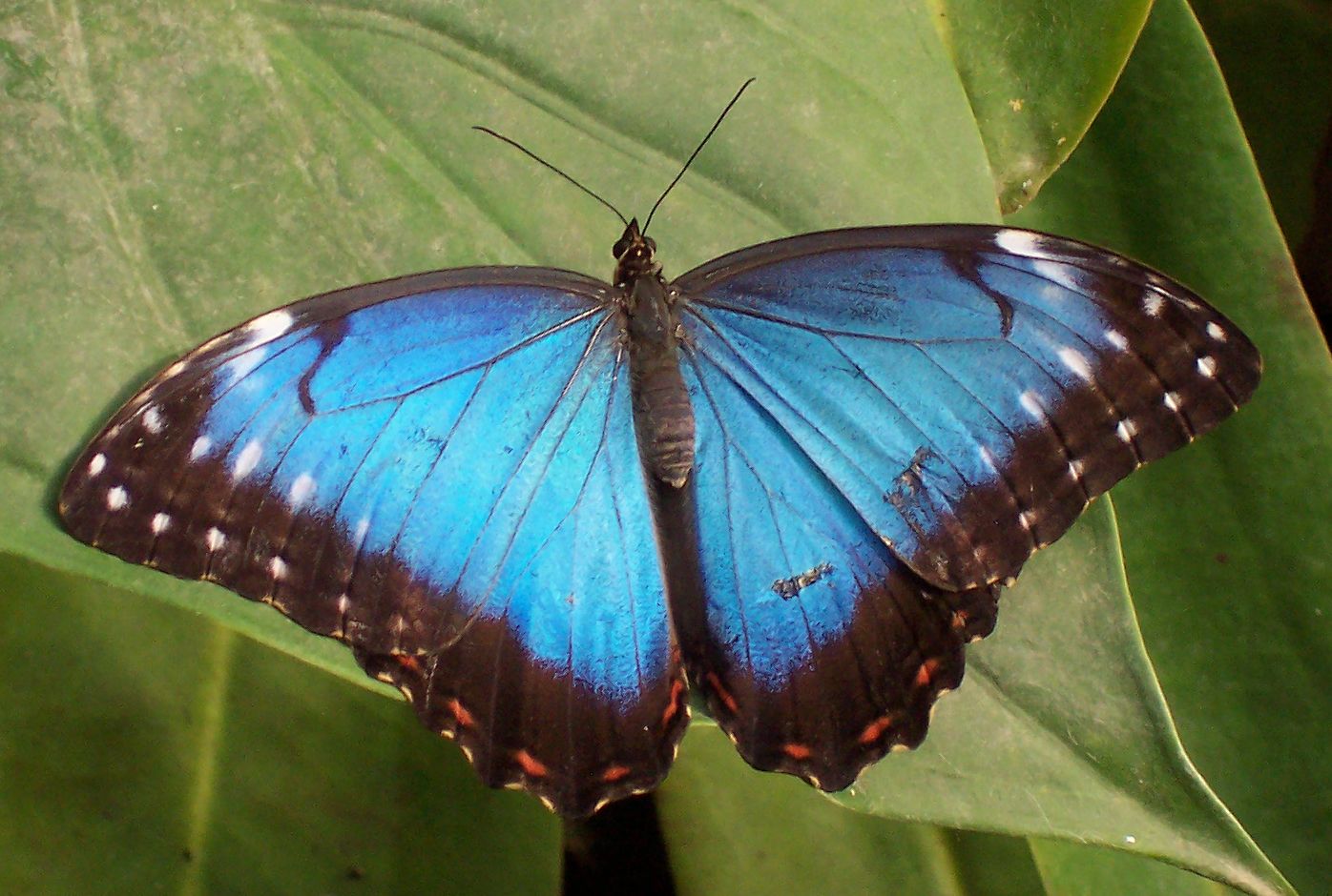 Tropical_butterfly